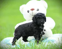 Diesel, a male Cockapoo for sale in Blairsville, PA – 4 of 4