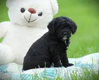 Zorro, a male Cockapoo for sale in Blairsville, PA – 4 of 4
