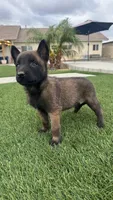 KING, a male Belgian Malinois for sale in Chicago, IL – Photo 2 of 2
