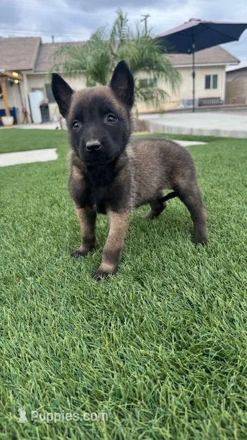 KING – Belgian Malinois puppy for sale in Chicago, IL
