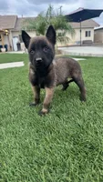 KING, a male Belgian Malinois for sale in Chicago, IL – Photo 1 of 2