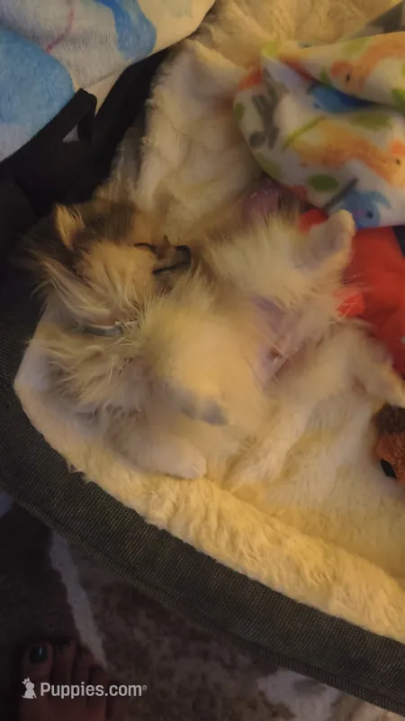 Tarzan – Pomeranian puppy for sale in Berrien Springs, MI