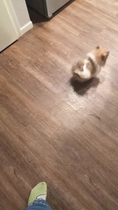 Tarzan, a male Pomeranian for sale in Berrien Springs, MI – 4 of 4