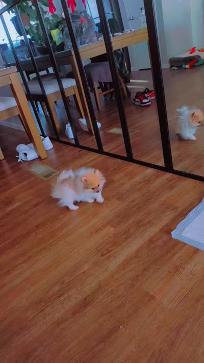 Tarzan, a male Pomeranian for sale in Berrien Springs, MI – 3 of 4
