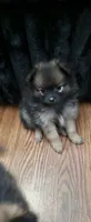 Luna, a female Pomeranian for sale in Turlock, CA – 1 of 6