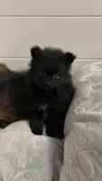 Max, a male Pomeranian for sale in Turlock, CA – 3 of 6