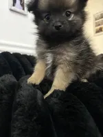Luna, a female Pomeranian for sale in Turlock, CA – 5 of 6