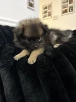 Luna, a female Pomeranian for sale in Turlock, CA – 6 of 6