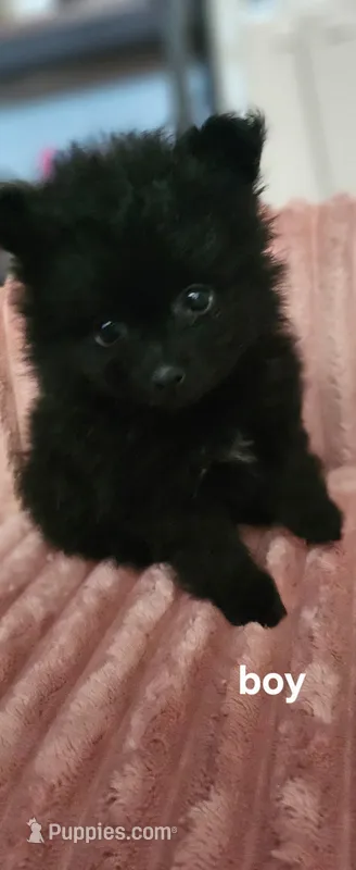 Max – Pomeranian puppy for sale in Turlock, CA