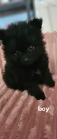 Max, a male Pomeranian for sale in Turlock, CA – 1 of 6