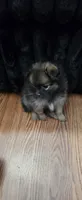 Luna, a female Pomeranian for sale in Turlock, CA – 2 of 6