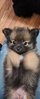 Luna, a female Pomeranian for sale in Turlock, CA – 3 of 6