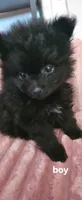 Max, a male Pomeranian for sale in Turlock, CA – 2 of 6