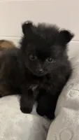 Max, a male Pomeranian for sale in Turlock, CA – 4 of 6