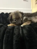 Luna, a female Pomeranian for sale in Turlock, CA – 4 of 6