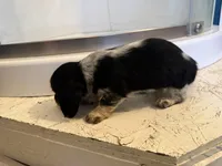 Female 1 AKC, a female Miniature Dachshund for sale in Chino Valley, AZ – 3 of 4