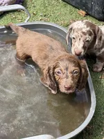 Major AKC, a male Dachshund for sale in Chino Valley, AZ – 4 of 7