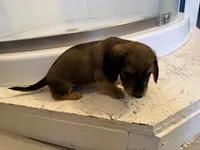 Female 4 AKC, a female Miniature Dachshund for sale in Chino Valley, AZ – 4 of 4