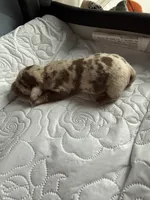 Liberty AKC, a female Dachshund for sale in Chino Valley, AZ – 4 of 6