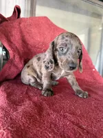 Colonel AKC, a male Dachshund for sale in Chino Valley, AZ – 3 of 6