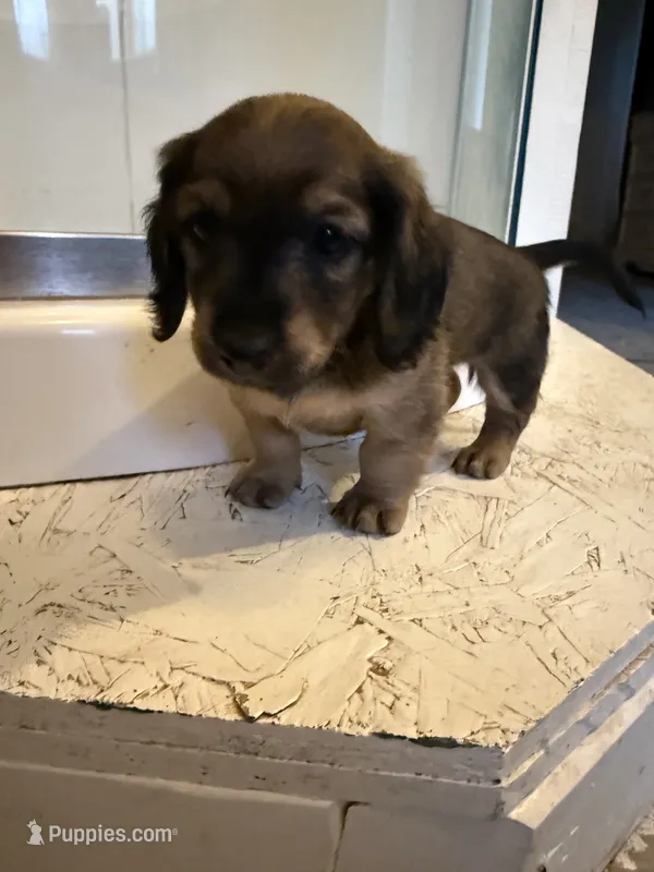 Female 3 AKC – Miniature Dachshund puppy for sale in Chino Valley, AZ