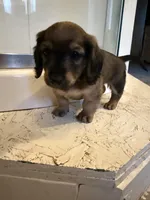 Female 3 AKC, a female Miniature Dachshund for sale in Chino Valley, AZ – 1 of 4