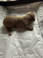 Major AKC, a female Dachshund for sale in Chino Valley, AZ – 4 of 6