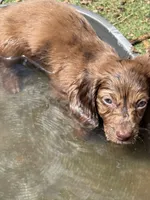 Major AKC, a male Dachshund for sale in Chino Valley, AZ – 3 of 7