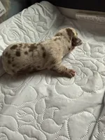 Liberty AKC, a female Dachshund for sale in Chino Valley, AZ – 3 of 6