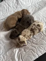 Colonel AKC, a female Dachshund for sale in Chino Valley, AZ – 7 of 7
