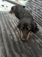 Upcoming litter end of August, a  Dachshund for sale in Chino Valley, AZ – 3 of 3
