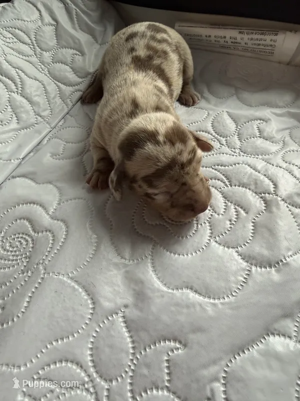 Liberty AKC – Dachshund puppy for sale in Chino Valley, AZ