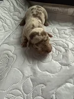 Liberty AKC, a female Dachshund for sale in Chino Valley, AZ – 1 of 6