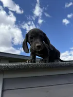 AKC Dachshund Male, a male Miniature Dachshund for sale in Chino Valley, AZ – 4 of 8