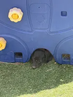 AKC Dachshund Male, a male Miniature Dachshund for sale in Chino Valley, AZ – 5 of 8