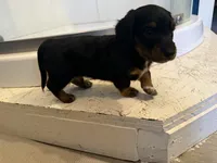 Male AKC, a male Miniature Dachshund for sale in Chino Valley, AZ – 1 of 4