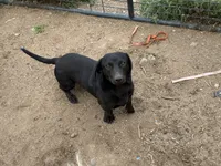 Liberty AKC, a female Dachshund for sale in Chino Valley, AZ – 5 of 6