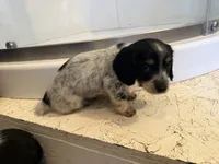 Female 2 AKC, a female Miniature Dachshund for sale in Chino Valley, AZ – 2 of 4