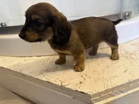 Female 4 AKC, a female Miniature Dachshund for sale in Chino Valley, AZ – 2 of 4