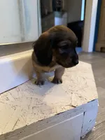 Female 3 AKC, a female Miniature Dachshund for sale in Chino Valley, AZ – 2 of 4