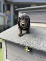 AKC Dachshund Male, a male Miniature Dachshund for sale in Chino Valley, AZ – 2 of 8