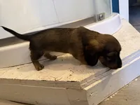 Female 3 AKC, a female Miniature Dachshund for sale in Chino Valley, AZ – 3 of 4