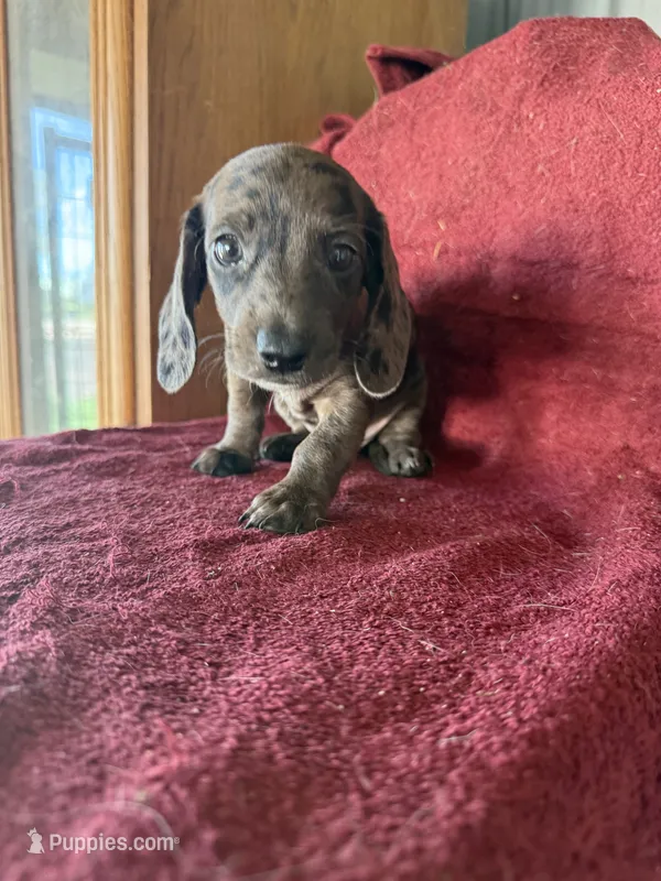 Colonel AKC – Dachshund puppy for sale in Chino Valley, AZ