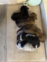 Male AKC, a male Miniature Dachshund for sale in Chino Valley, AZ – 4 of 4