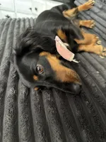 Upcoming litter end of August, a  Dachshund for sale in Chino Valley, AZ – 2 of 3