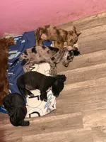 AKC Dachshund Male, a male Miniature Dachshund for sale in Chino Valley, AZ – 7 of 8