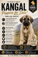 Kangal Female, a female Kangal Dog for sale in Chino Valley, AZ – 3 of 3