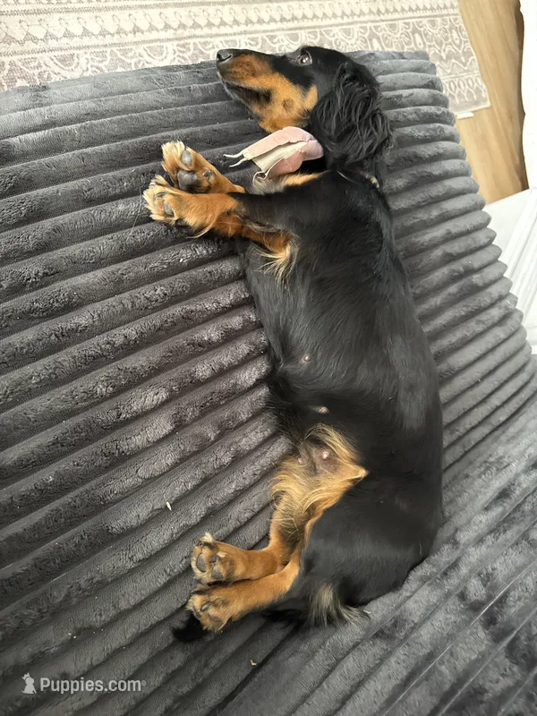 Upcoming litter end of August – Dachshund puppy for sale in Chino Valley, AZ