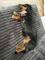 Upcoming litter end of August, a  Dachshund for sale in Chino Valley, AZ – 1 of 3