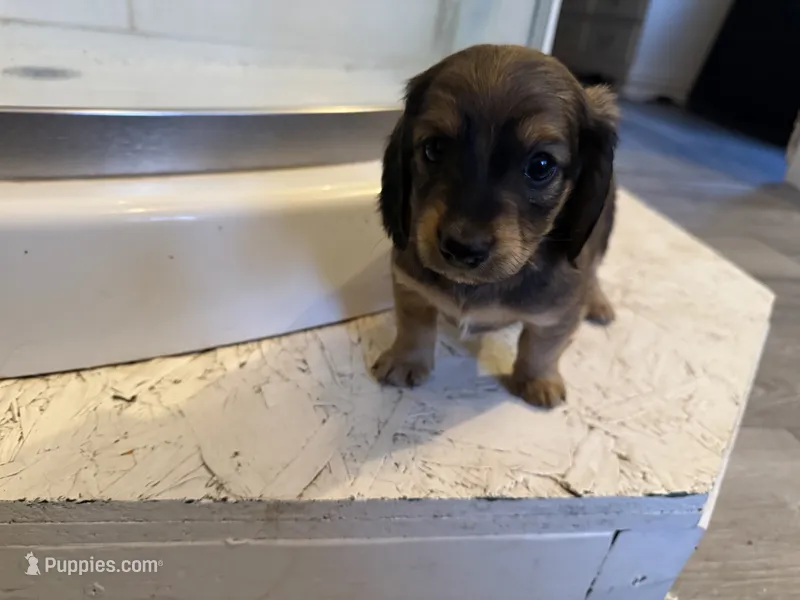 Female 4 AKC – Miniature Dachshund puppy for sale in Chino Valley, AZ